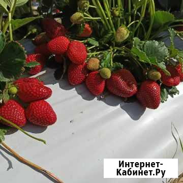 Продам рассаду клубники и ежевики Красноперекопск - изображение 1