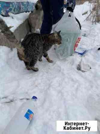 Отдам даром кота Магнитогорск