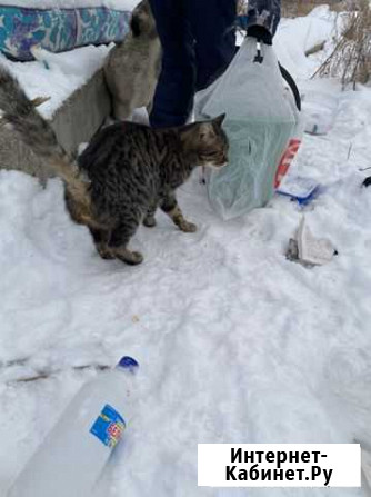 Отдам даром кота Магнитогорск - изображение 1