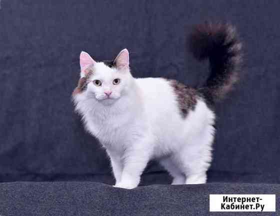 Шикарный котище - Снежище в добрые руки Москва