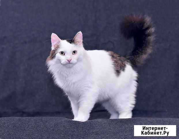 Шикарный котище - Снежище в добрые руки Москва - изображение 1