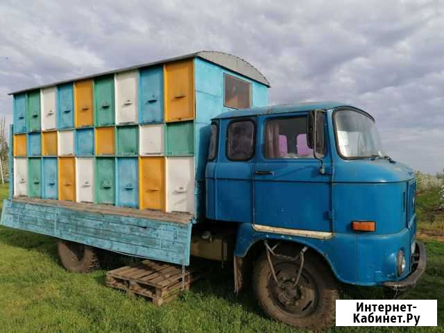 Пчелы пасека ифа Тимашевск - изображение 1