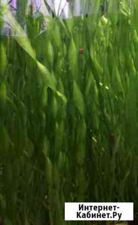 Валлиснерия спиральная Новосибирск