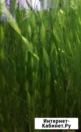 Валлиснерия спиральная Новосибирск - изображение 1