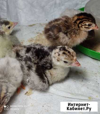 Индюшата, цесарята Краснозаводск - изображение 1
