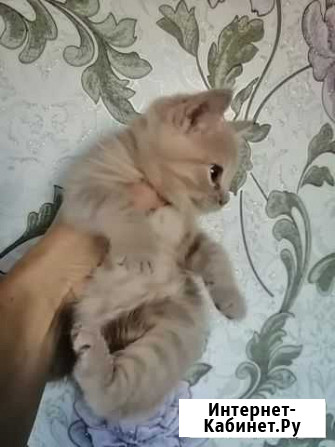 Кошки в добрые руки бесплатно Севск - изображение 1