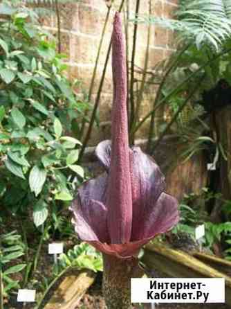 Аморфофаллус Смоленск