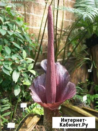 Аморфофаллус Смоленск - изображение 1