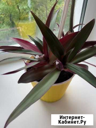 Цветок Рео Иваново - изображение 1