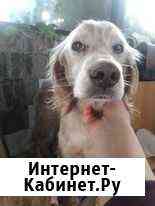 Прекрасная Фрида в самые добрые руки Санкт-Петербург