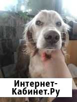 Прекрасная Фрида в самые добрые руки Санкт-Петербург - изображение 1