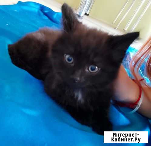 Добрые котята в добрые руки с кормом в подарок Обнинск - изображение 1