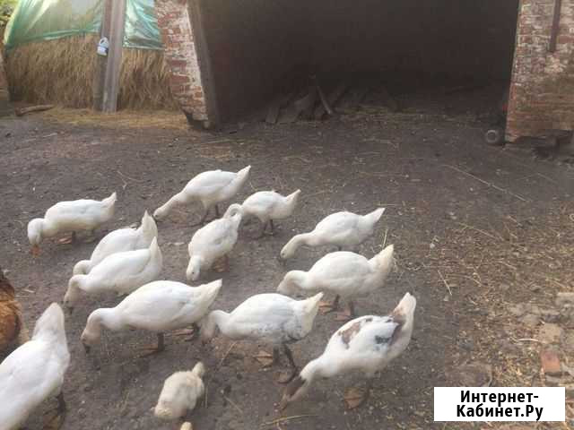 Гуси Красное - изображение 1