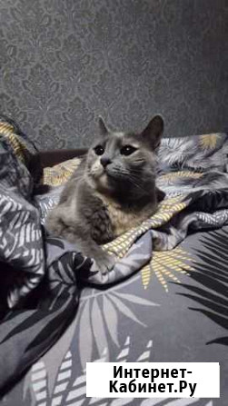 Кошка в дар Орехово-Зуево - изображение 1