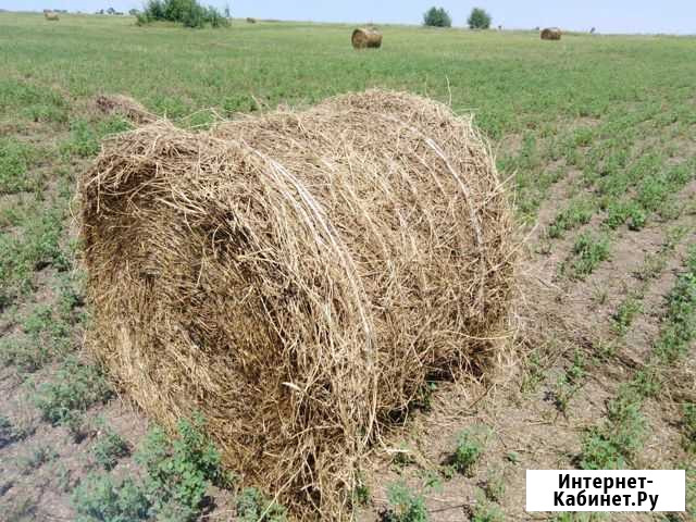 Сено люцерны Красный Сулин - изображение 1