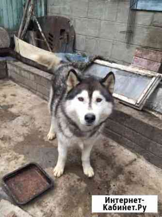 Собака Курск