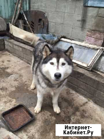 Собака Курск - изображение 1