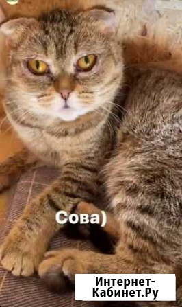 Кошка Саранск - изображение 1