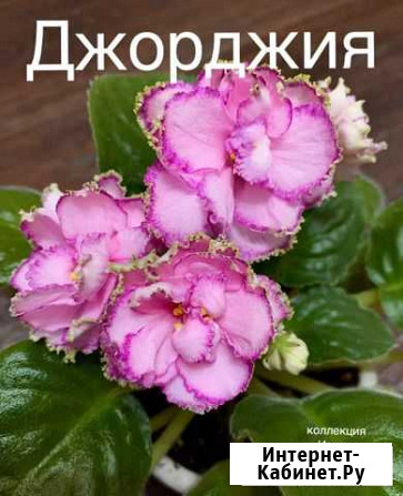 Лист Фиалки Дзержинск - изображение 1