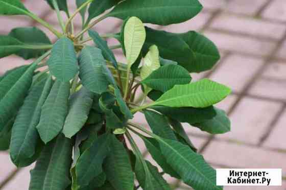 Молочай пальма Тюмень