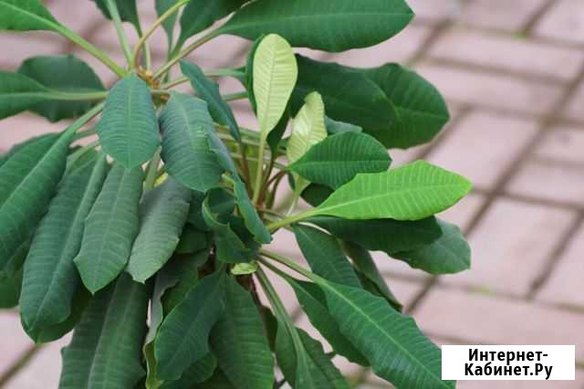 Молочай пальма Тюмень - изображение 1