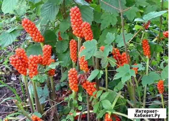 Аронник (арум) итальянский Нижний Новгород