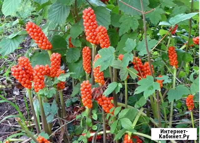 Аронник (арум) итальянский Нижний Новгород - изображение 1