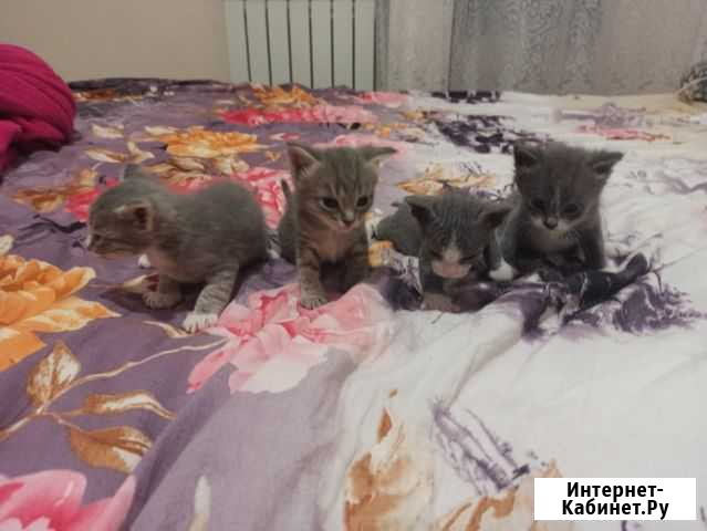 Отдам котят в добрые руки, возраст 1 месяц Оренбург - изображение 1