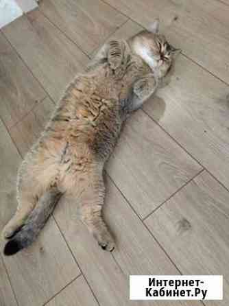 Шотландский кот вязка Санкт-Петербург