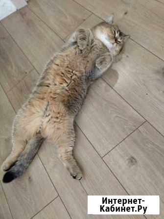 Шотландский кот вязка Санкт-Петербург - изображение 1