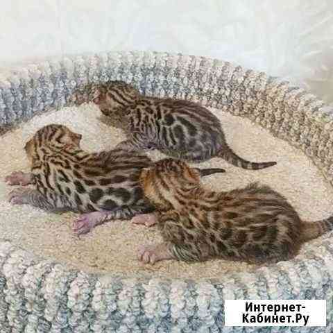 Мини Леопарды Екатеринбург