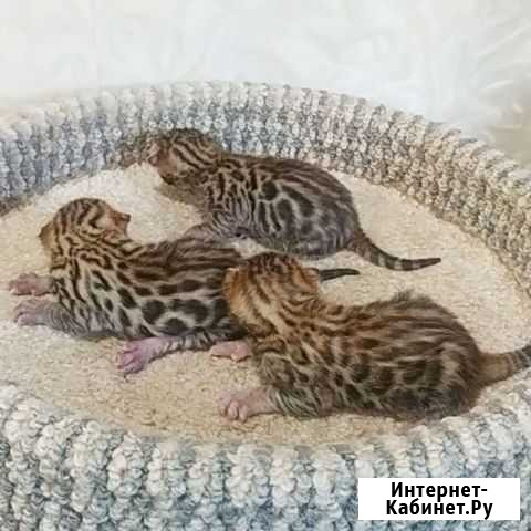Мини Леопарды Екатеринбург - изображение 1