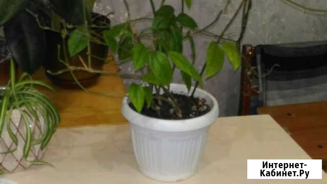 Клеродендрум томпсона Набережные Челны - изображение 1