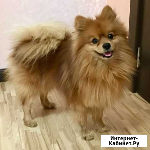 Шпиц Новая Усмань - изображение 1