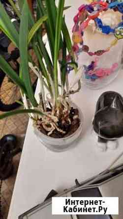 Брассавола надоза / brassavola Люберцы