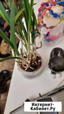 Брассавола надоза / brassavola Люберцы - изображение 1