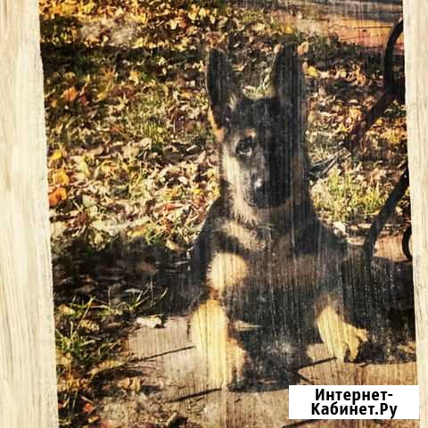 Фотография на дереве Воронеж - изображение 1
