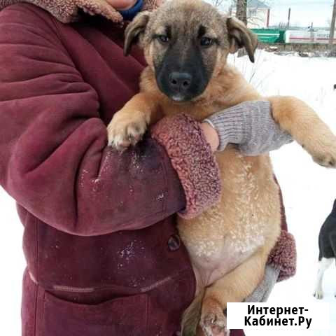 Щенки Лениногорск - изображение 1