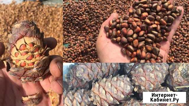 Кедровый орех Ужур - изображение 1