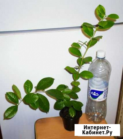 Psidium cattleianum (Земляничная гуава) Курган - изображение 1