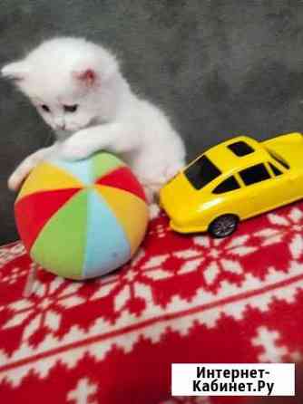 Котя турецкий Ван Химки