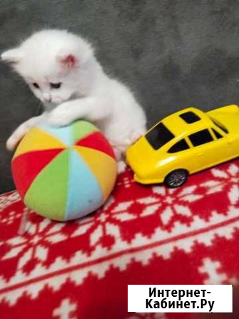 Котя турецкий Ван Химки - изображение 1