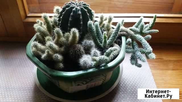 Кактусы в красивых вазонах Симферополь - изображение 1