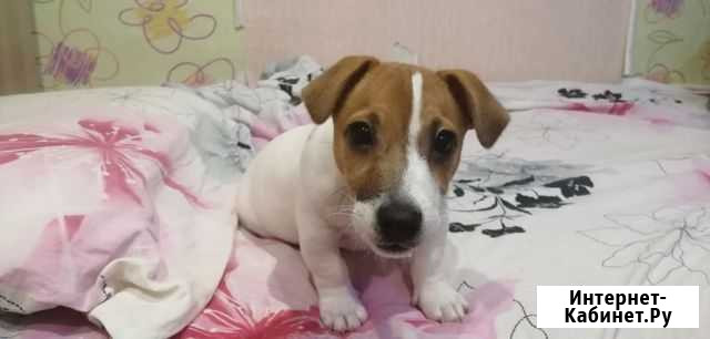 Щенок джек Рассел терьер Воронеж - изображение 1