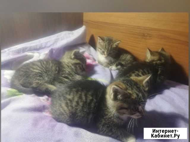 Котята в добрые руки Смоленск - изображение 1