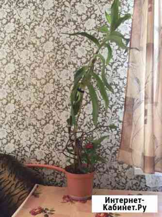 Золотой ус Бийск