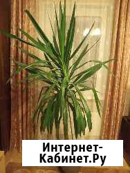 Юкка Снегири - изображение 1