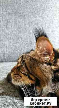 Вязка мейн-кун международный чемпион Санкт-Петербург