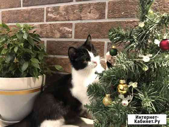Котенок Махачкала