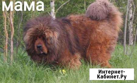 Тибетский мастиф Каневская - изображение 1
